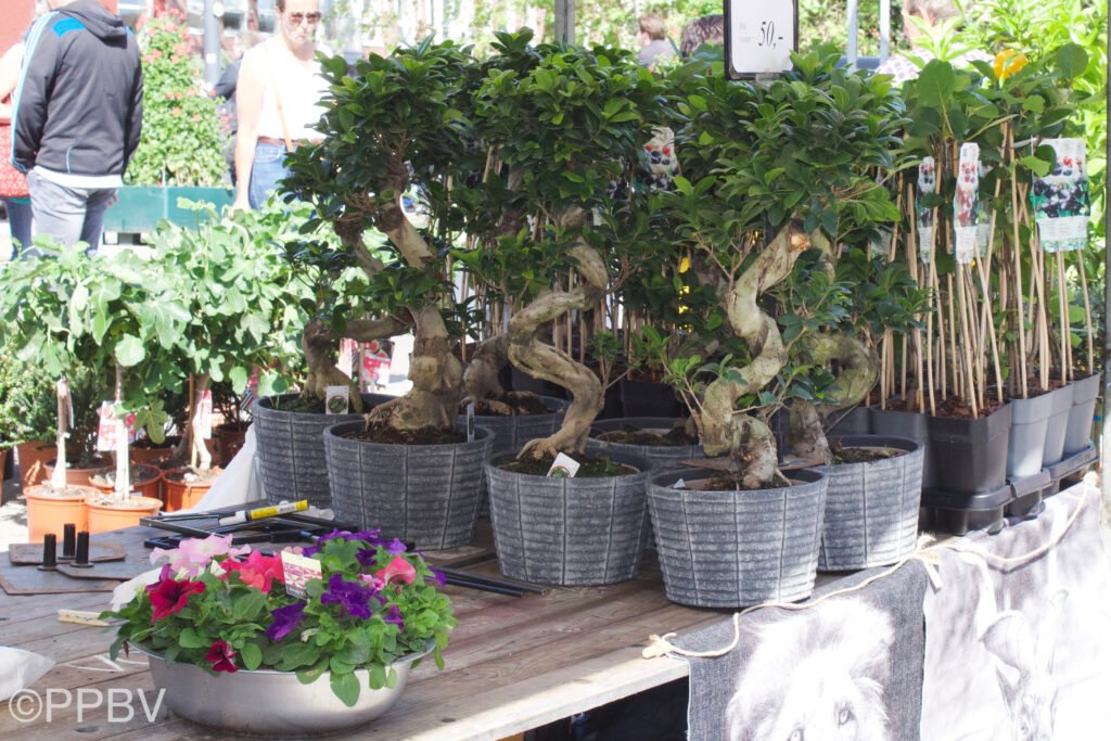 Luilakmarkt Haarlem 2023