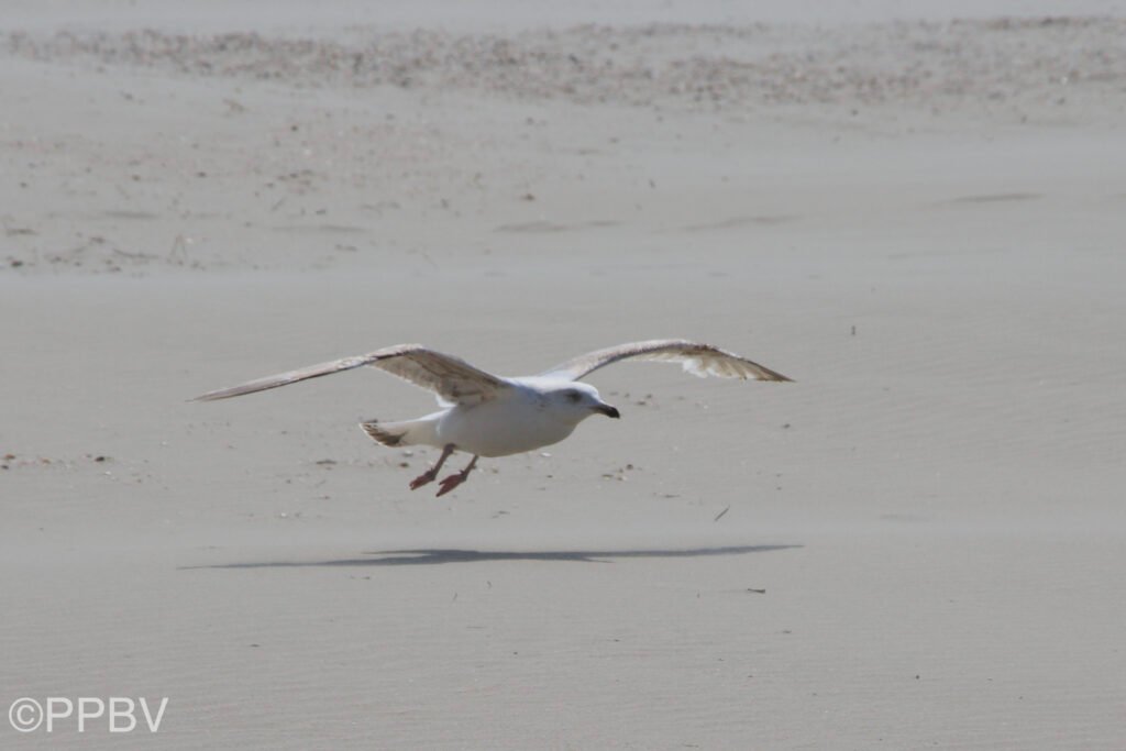 Strand Wijk aan Zee