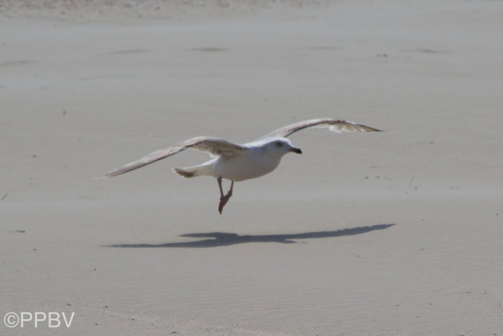 Strand Wijk aan Zee