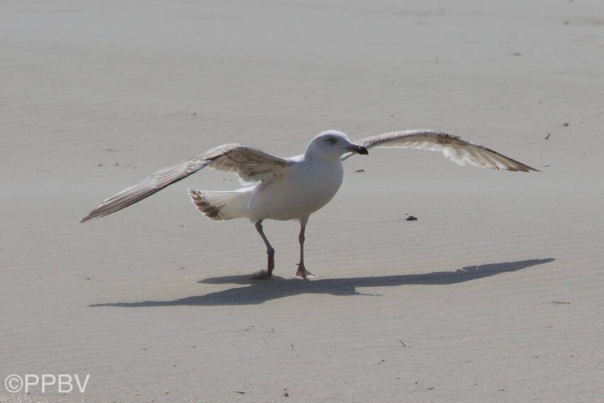 Strand Wijk aan Zee