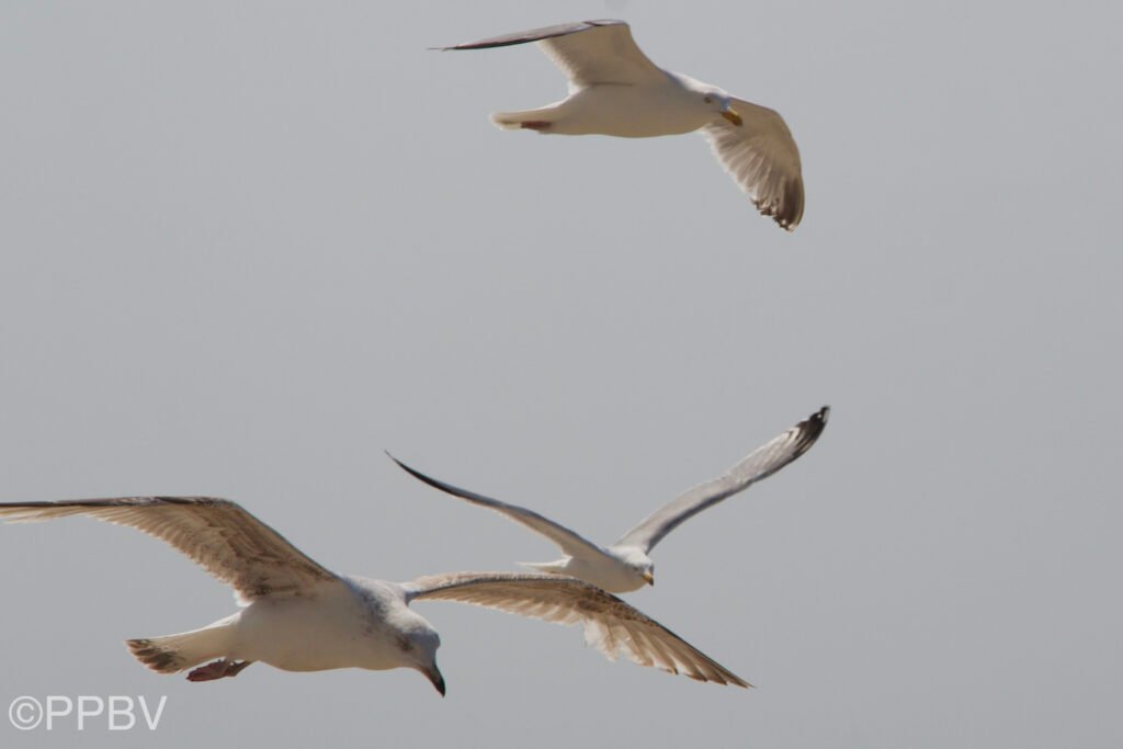 Strand Wijk aan Zee